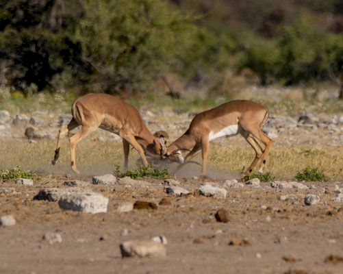 Black-faced impalas (Aepyceros melampus petersi), fighting