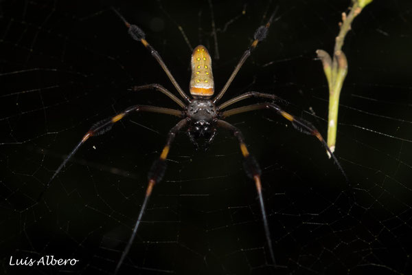 Golden web spider (Nephila clavipes), incredibly strong nets