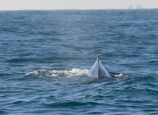 Humpback whale (Megaptera novaeangliae)