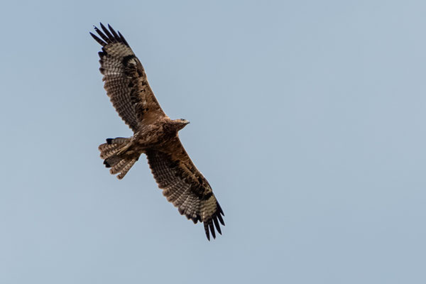 Águila perdicera (Aquila fasciata), inmaduro de segundo año (2cy)