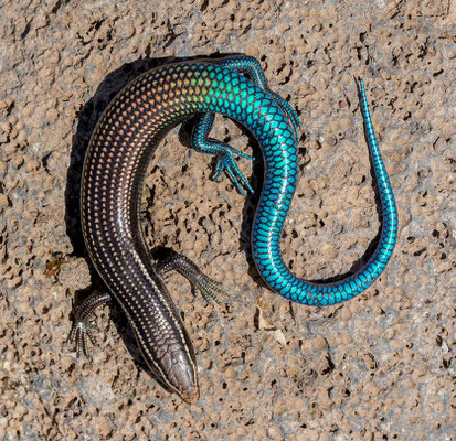 Gran Canaria skink (Chalcides sexlineatus sexlineatus), adult, pattern