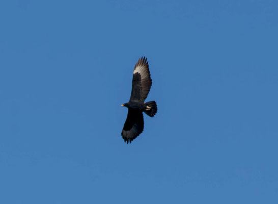 Verreaux's eagle (Aquila verreauxii)