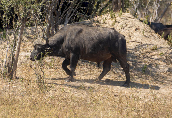 Cape buffalo (Syncerus caffer), male