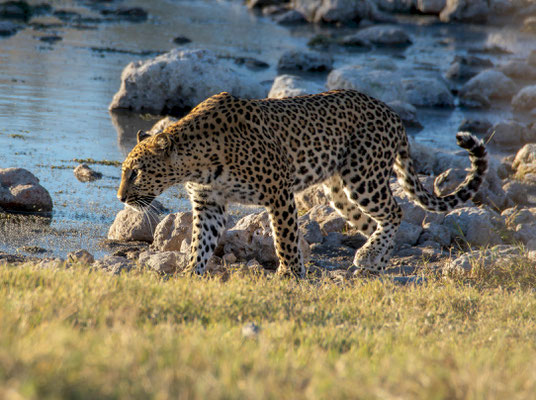 Leopard (Panthera pardus)
