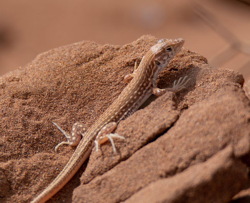 Margarita's lizard (Acanthodactylus margaritae), in situ