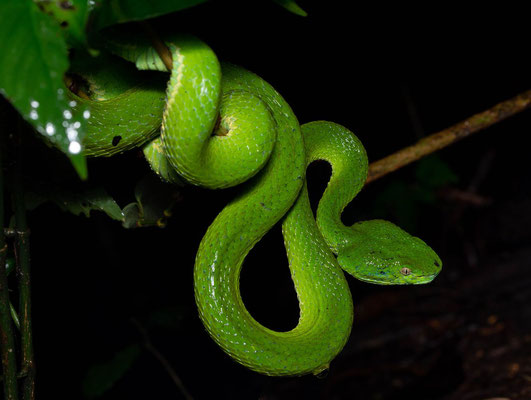 Side-striped palm pitviper (Bothriechis lateralis), in situ
