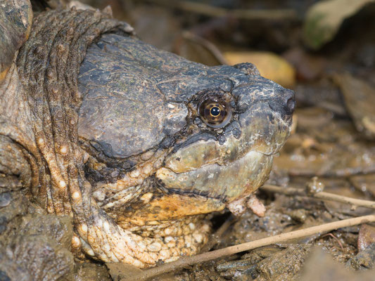 Central American snapping turtle (Chelydra acutirostris)