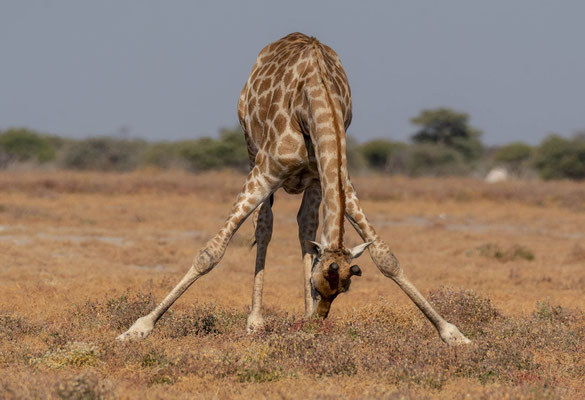 Giraffe (Giraffa cameleopardis), grazing. 