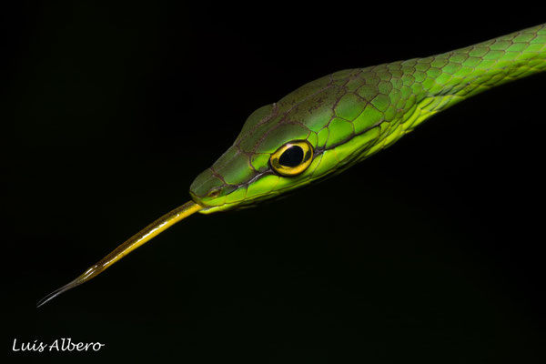 Green vine snake (Oxybelis brevirostris)