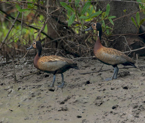 White-faced Whistling Ducks (Dendrocygna viduata)