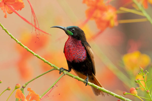 Scarlet-chested sunbird (Chalcomitra senegalensis), spectacular pic by Anxo