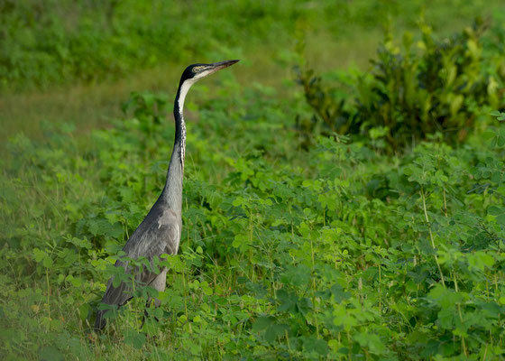Black-headed Heron (Ardea melanocephala)