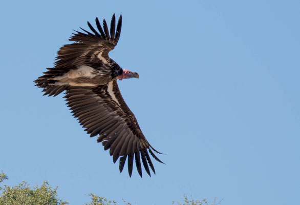 Lappet-faced vulture (Torgos tracheliotos)