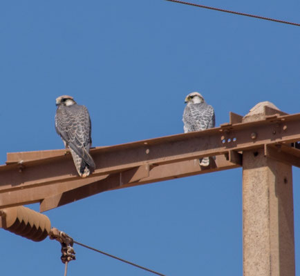 Lanner falcons (Falco biarmicus) on the way to Sidi Ifni