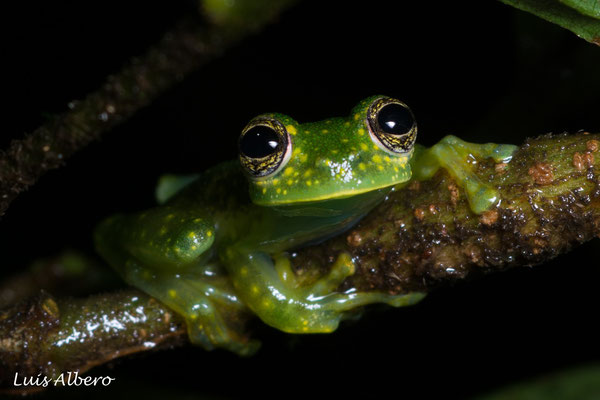Cascade glass frog (Sachatamia albomaculata), in situ