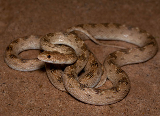 Diadem snake (Spalerosophis diadema)