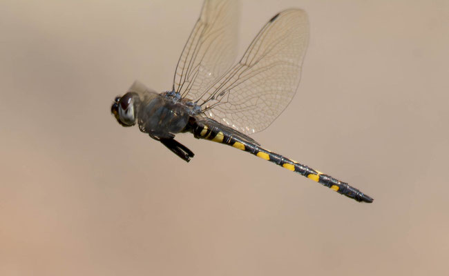 Zygonix torridus, lo mejor que logré hacer del macho en vuelo...