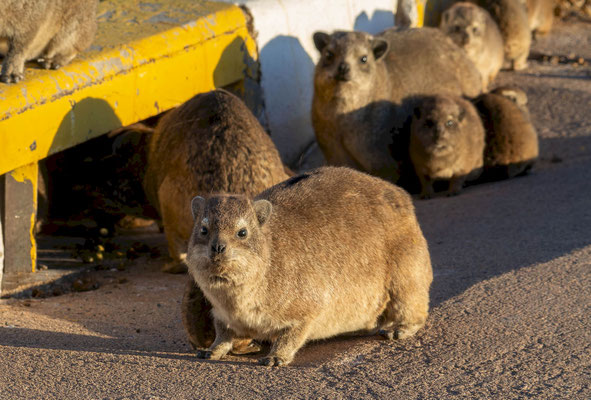 Rock hyrax (Procavia capensis)