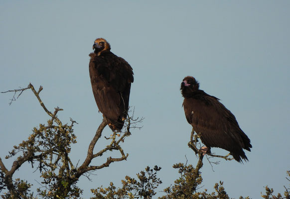 Buitre negro (Aegypius monachus), adulto a la izquierda y joven a la derecha. Foto: Javier Burgos