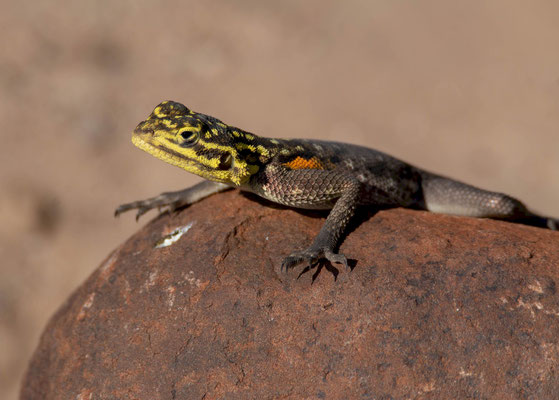 Namib rock agama (Agama planiceps) 