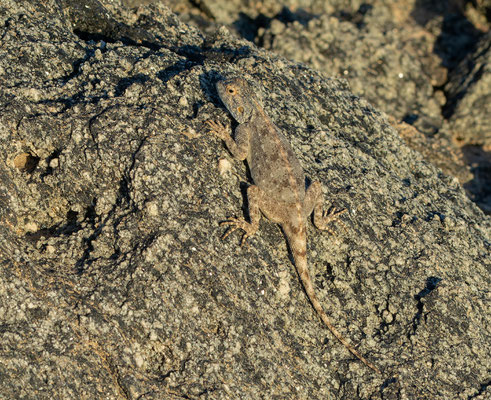 Southern Rock Agama (Agama knobeli)
