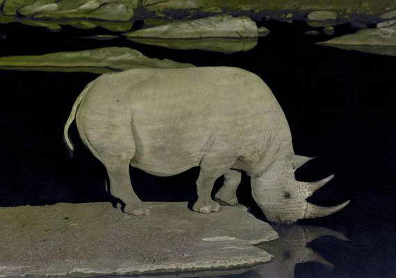 Black rhinoceros (Diceros bicornis)