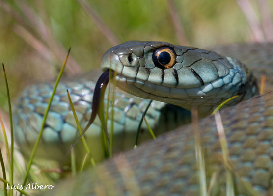 Iberian grass snake (Natrix astreptophora)