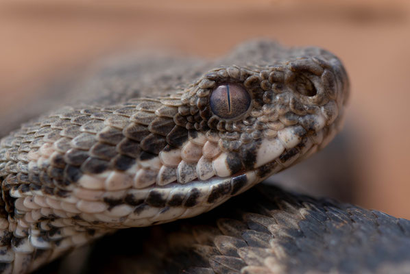 Moorish viper (Daboia mauritanica), portrait