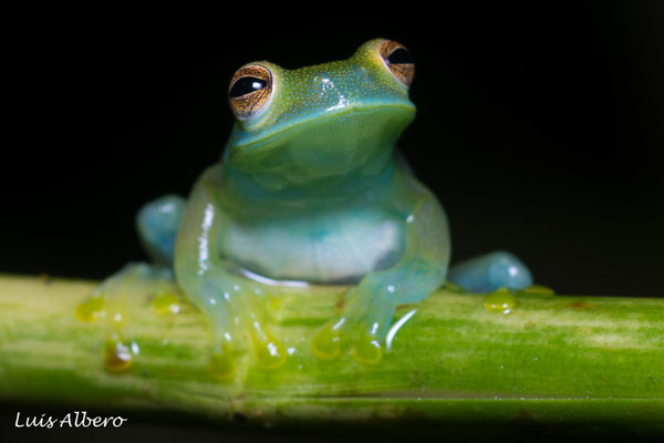 Granular glass frog (Cochranella granulosa)