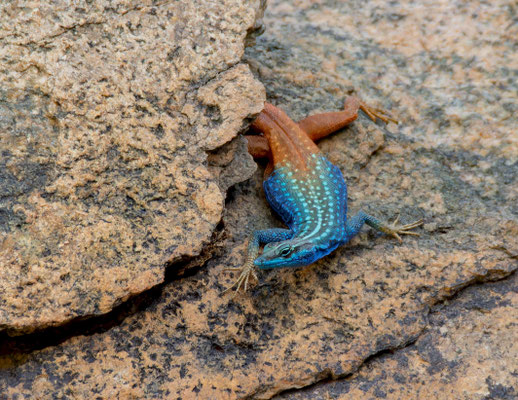 Attenborough's flat lizard (Platysaurus attenboroughi). Namibia, 2025