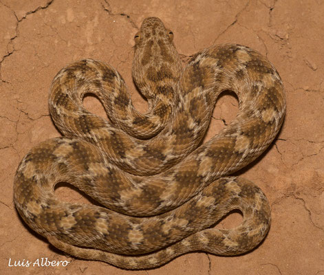 White-bellied carpet viper (Echis pyramidum leucogaster), first one