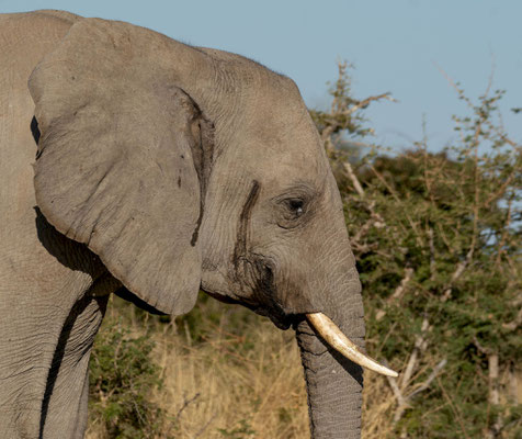 Savanna elephant (Loxodonta africana), male in "must"