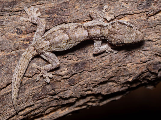 Hoggar's gecko (Tarentola hoggarensis), pattern