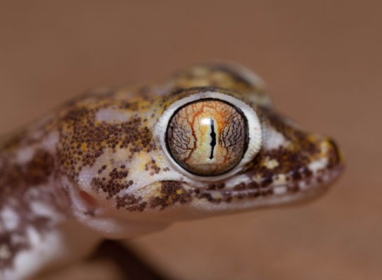Petri's gecko (Stenodactylus petrii), portrait