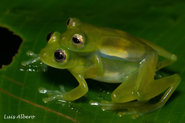 Dwarf glass frogs (Teratohyla spinosa) mating. In situ