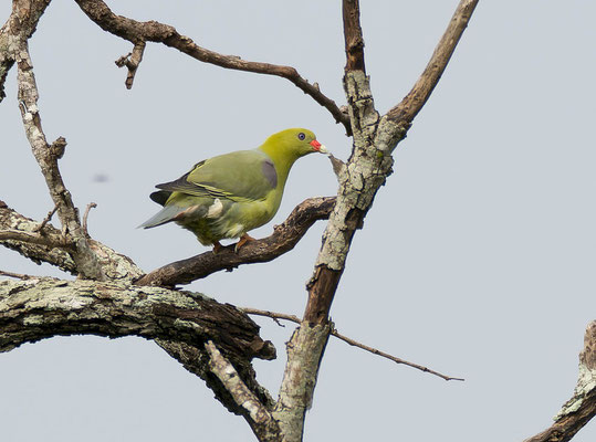 African green pigeon (Treron calvus)