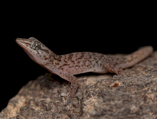 Boettger's wall gecko (Tarentola boettgeri)