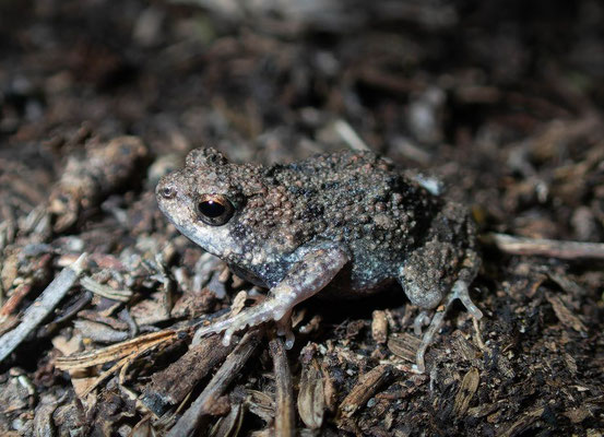 Túngara frog (Engystomops pustulosus)