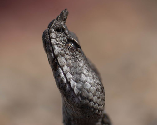 Nose-horned viper (Viper ammodytes)
