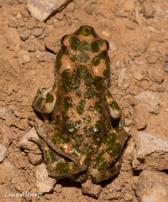 Brongersma toad (Barbarophryne brongersmai) 