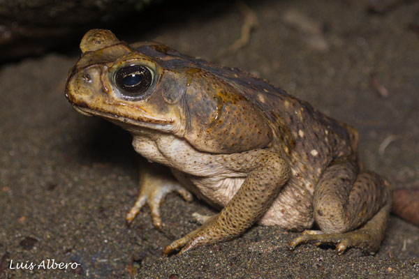 Cane toad (Rhinella horrida) 