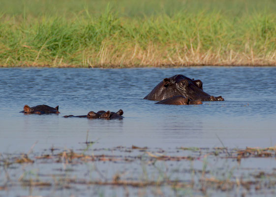Hippopotamus (Hippopotamus amphibius)