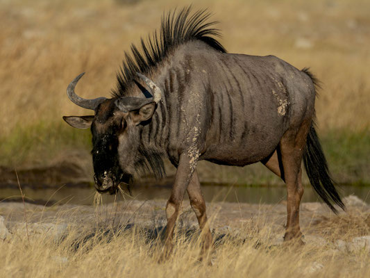 Blue wildebeest (Connochaetes taurinus)