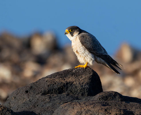 Barbary falcon (Falco peregrinus pelegrinoides)