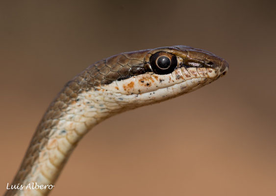 Schokari sand racer (Psammophis schokari)