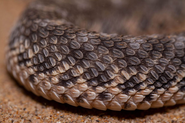 Sahara sand viper (Cerastes vipera), scale detail