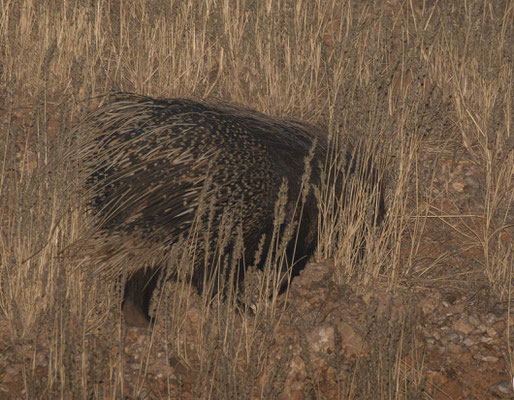 Cape Porcupine (Hystrix africaeaustralis). My first porcupine, I saw only this shy one.