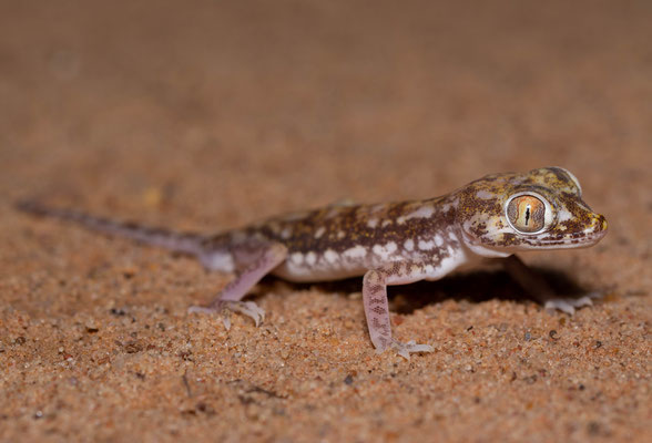 Petri's gecko (Stenodactylus petrii)