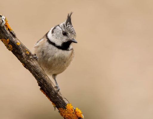 Crested tit (Lophophanes cristatus). Spain, 2023