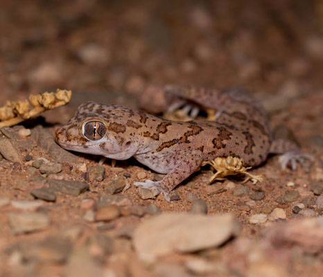 Northern elegant gecko (Stenodactylus mauritanicus)